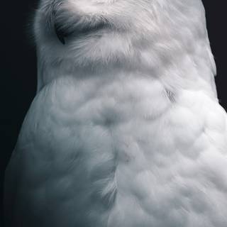 iPhone owl wallpaper