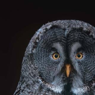 iPhone owl wallpaper