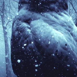 iPhone owl wallpaper