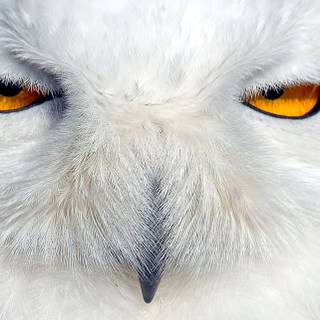 iPhone owl wallpaper