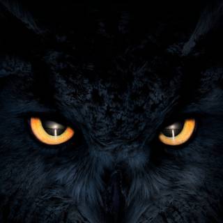 iPhone owl wallpaper