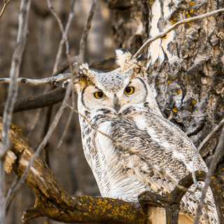 iPhone owl wallpaper