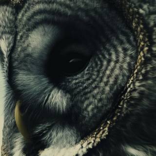 iPhone owl wallpaper