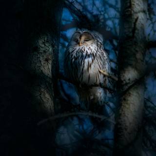 iPhone owl wallpaper