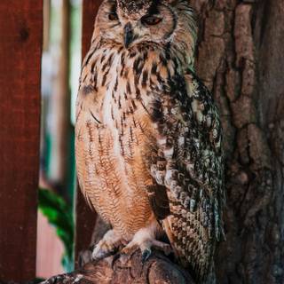 iPhone owl wallpaper