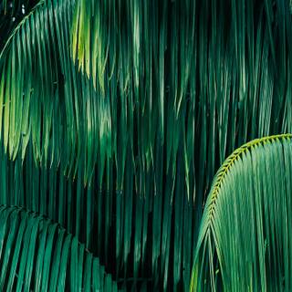 Aesthetic green phone wallpaper