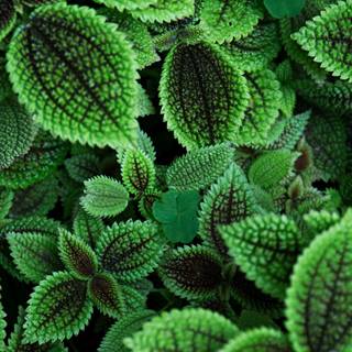 Aesthetic green phone wallpaper