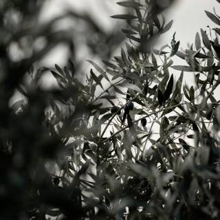 Aesthetic black and white phone wallpaper