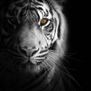 Aesthetic black and white phone wallpaper