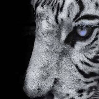 Aesthetic black and white phone wallpaper