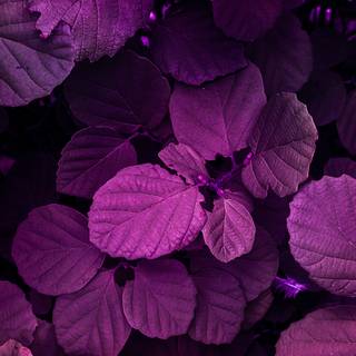 Magenta iPhone wallpaper