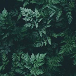 Greenery phone wallpaper