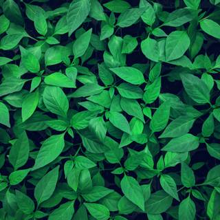 Greenery phone wallpaper