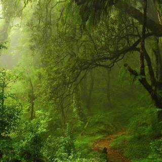 Greenery phone wallpaper