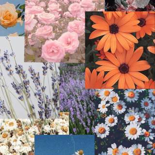 Flowers collage wallpaper