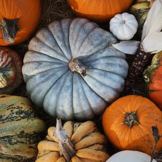 Aesthetic pumpkins wallpaper