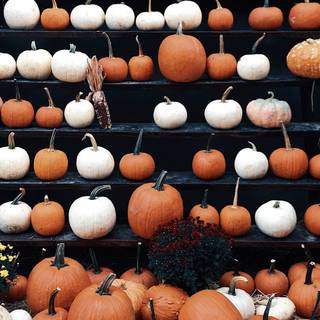 Aesthetic pumpkins wallpaper