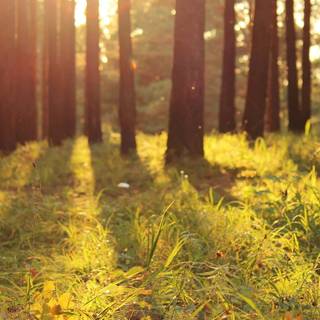 Warm desktop wallpaper