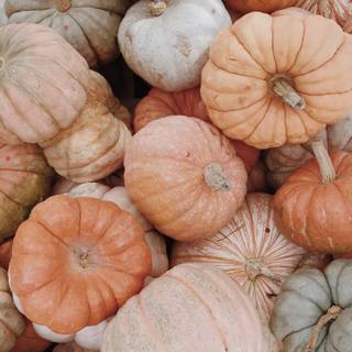 Aesthetic pumpkins wallpaper