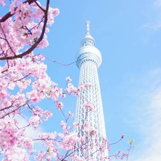 Tokyo pink wallpaper