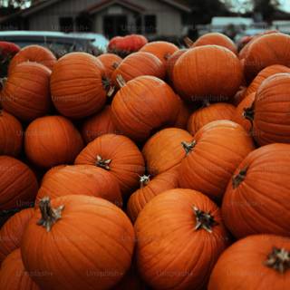 Aesthetic pumpkins wallpaper