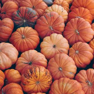 Aesthetic pumpkins wallpaper