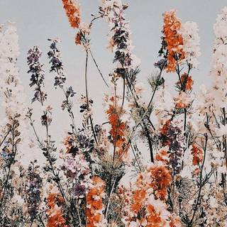 Flowers collage wallpaper