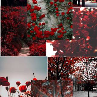 Flowers collage wallpaper