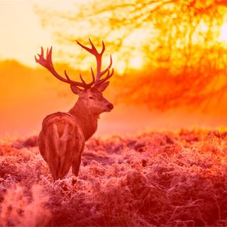 Warm desktop wallpaper