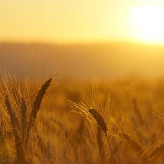 Warm desktop wallpaper