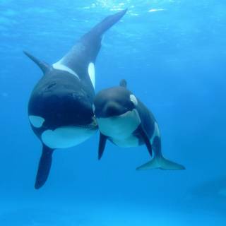 Desktop orcas wallpaper