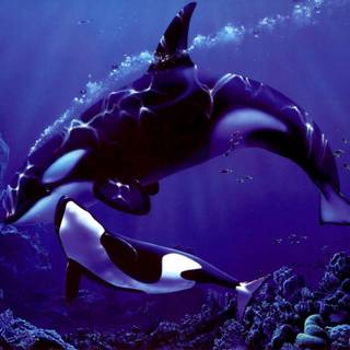 Desktop orcas wallpaper