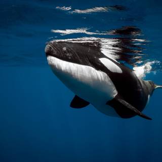 Desktop orcas wallpaper