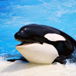 Desktop orcas wallpaper