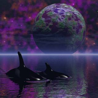 Desktop orcas wallpaper