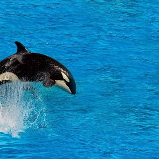 Desktop orcas wallpaper