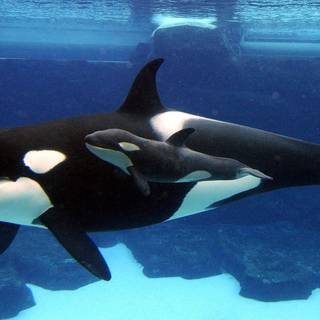 Desktop orcas wallpaper