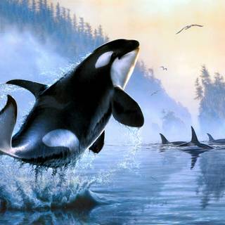 Desktop orcas wallpaper