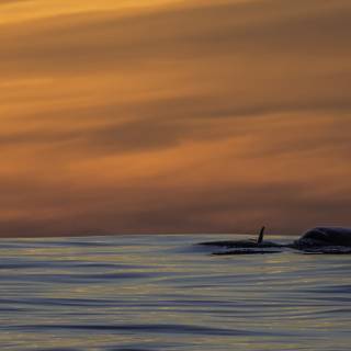 Desktop orcas wallpaper