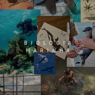 Marine biologist wallpaper