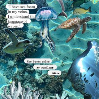 Marine biologist wallpaper