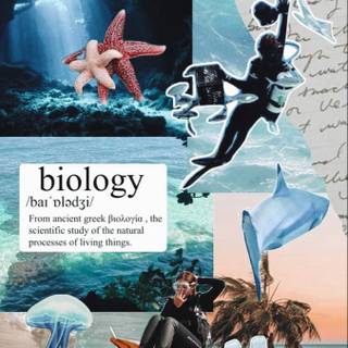 Marine biologist wallpaper