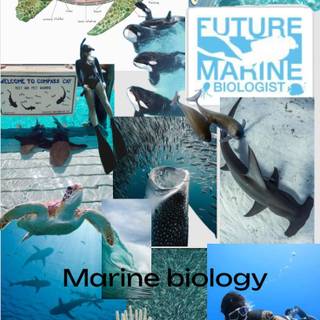 Marine biologist wallpaper