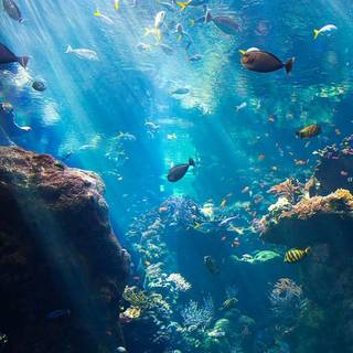 Marine biologist wallpaper