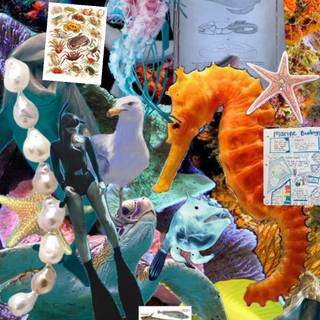 Marine biologist wallpaper