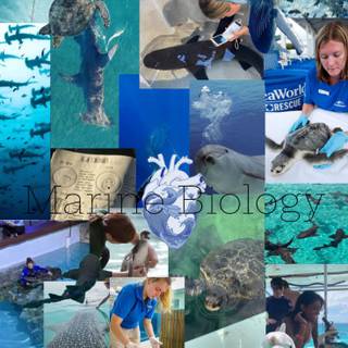 Marine biologist wallpaper