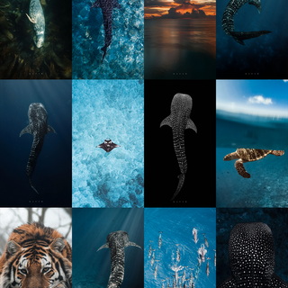 Marine biologist wallpaper