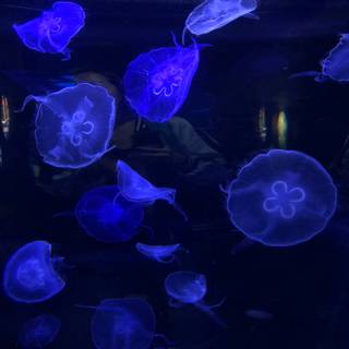 Marine biologist wallpaper