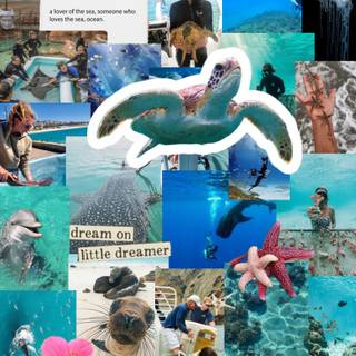 Marine biologist wallpaper