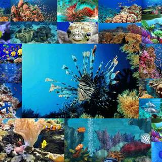 Marine biologist wallpaper